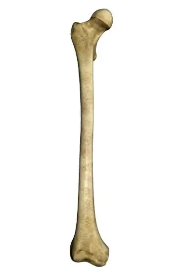 骨头 PNG免抠(366x550)