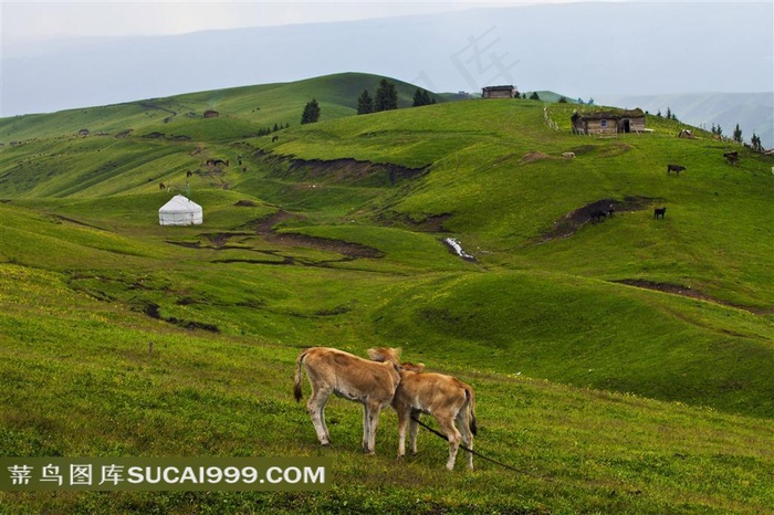 新疆琼库什台草原小牛摄影