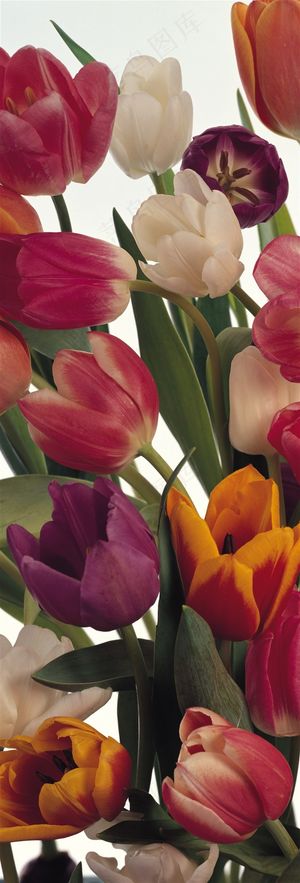 插花花朵郁金香花束