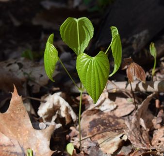 野山药嫩芽图片 野山药嫩芽图片