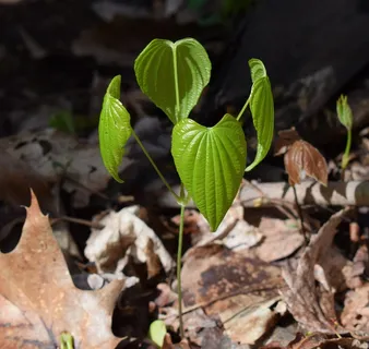 野山药嫩芽图片 野山药嫩芽图片