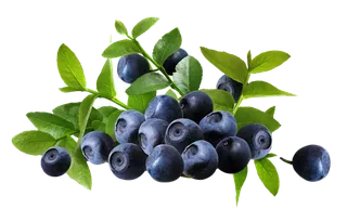 蓝莓 (5)水果超市商品白底图免抠实物摄影png格式图片透明底