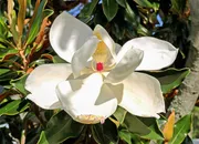 玉兰花高清素材