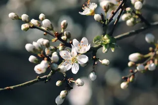黑刺李, 泥沼, 黑荆棘花, 施莱多恩, 施莱亨多恩