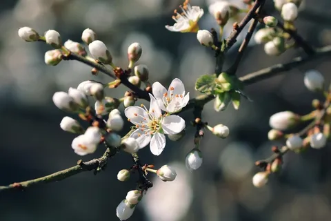 黑刺李, 泥沼, 黑荆棘花, 施莱多恩, 施莱亨多恩 黑刺李, 泥沼, 黑荆棘花, 施莱多恩, 施莱亨多恩