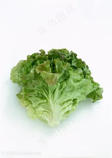 新鲜生菜蔬菜高清素材 新鲜生菜蔬菜高清素材