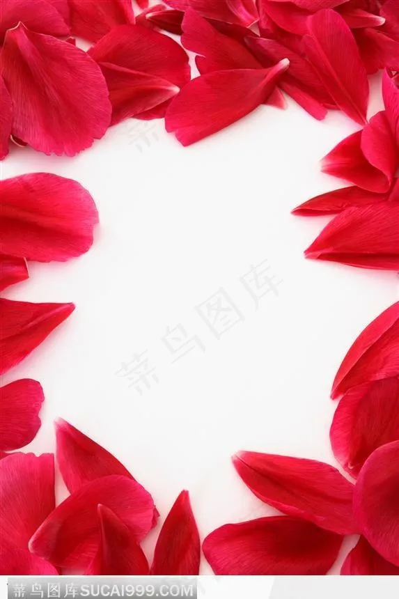 红色玫瑰花花瓣