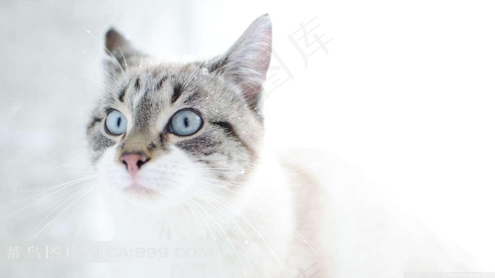 蓝色眼睛的花猫