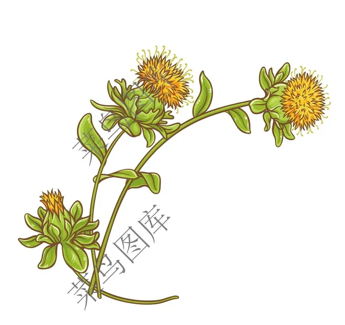 菊花矢量图ai矢量模版下载