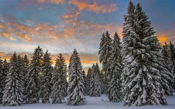 下过雪的绿色松树