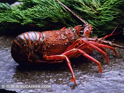 海鲜龙虾摄影素材 海鲜龙虾摄影素材