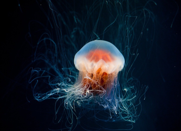 海蜇 水下 海洋 水族馆 动物 辉光 黑暗的