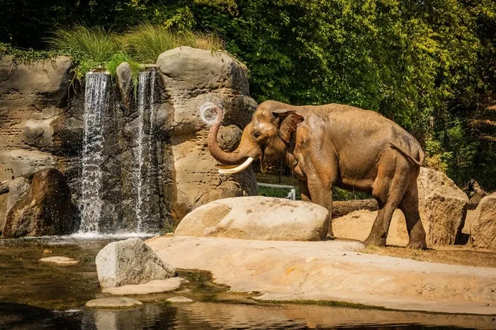 水潭瀑布边上的大象