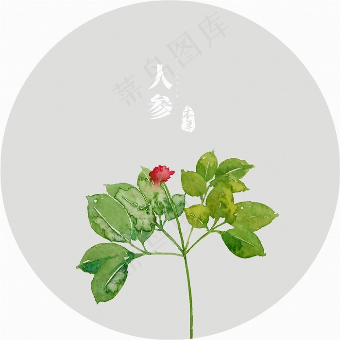 插画植物人参