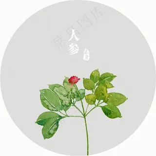 插画植物人参