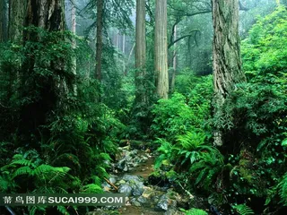 热带雨林中长满苔藓的树和蕨类植物