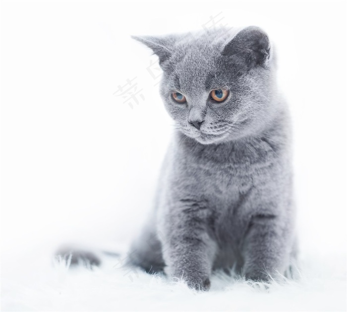 白色地毯上的灰色猫咪高清图片
