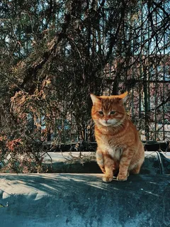 可爱猫咪猫猫摄影素材 可爱猫咪猫猫摄影素材