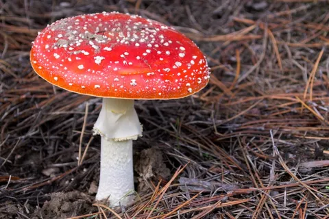 红色伞状毒蘑菇图片 红色伞状毒蘑菇图片