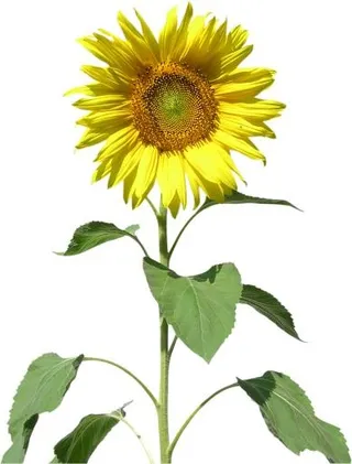 向日葵免抠
