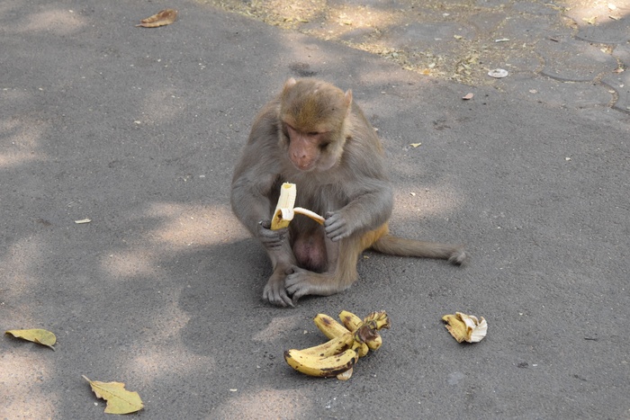 吃香蕉的猴子图片