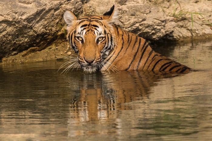唯美野生动物水里面的老虎图片
