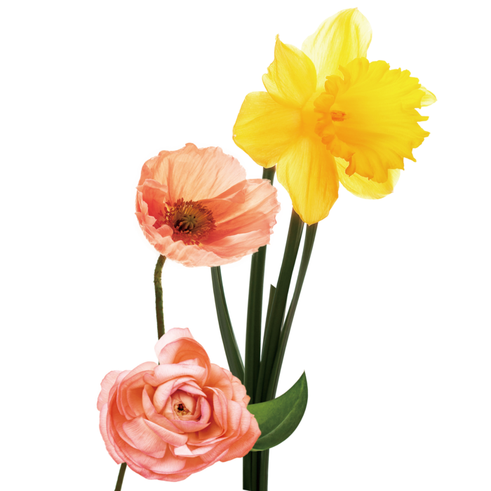 免抠花朵鲜花素材