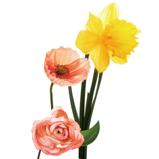 免抠花朵鲜花素材