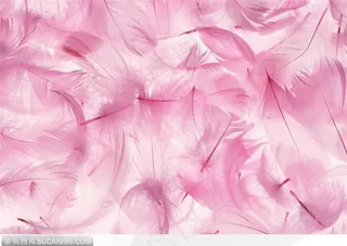 绚丽羽毛-散乱的粉色羽毛