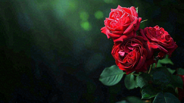 红玫瑰鲜花艳丽，花朵暗黑摄影图(1456x816)