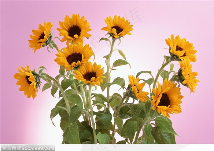 插花艺术-散开的向日葵