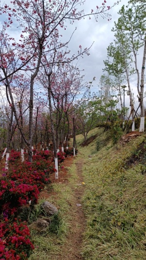 云南保山东山樱花2