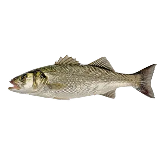 鱼类(64)海鲜超市商品红酒白底图免抠实物摄影png格式图片透明底