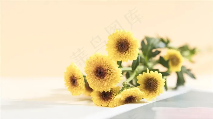 春天鲜花小雏菊