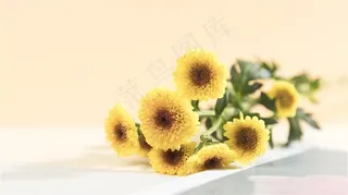 春天鲜花小雏菊