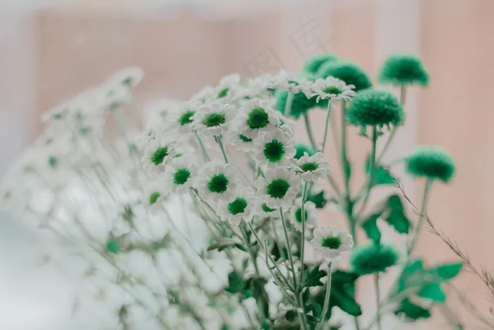 白色小雏菊图片