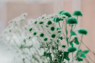 白色小雏菊图片