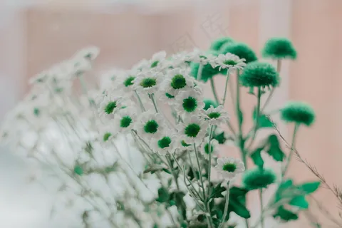 白色小雏菊图片 白色小雏菊图片