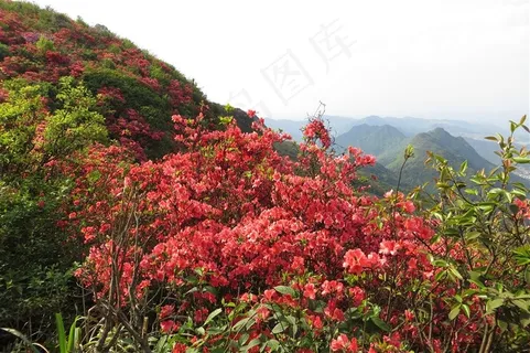 满山映山红图片素材