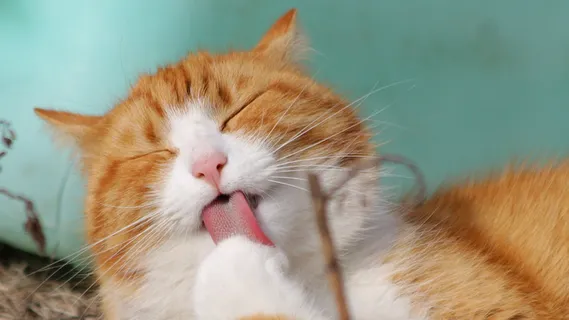 橘猫可爱悠闲动物宠物 橘猫可爱悠闲动物宠物