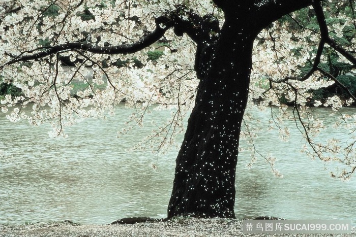 水塘边的梨花树