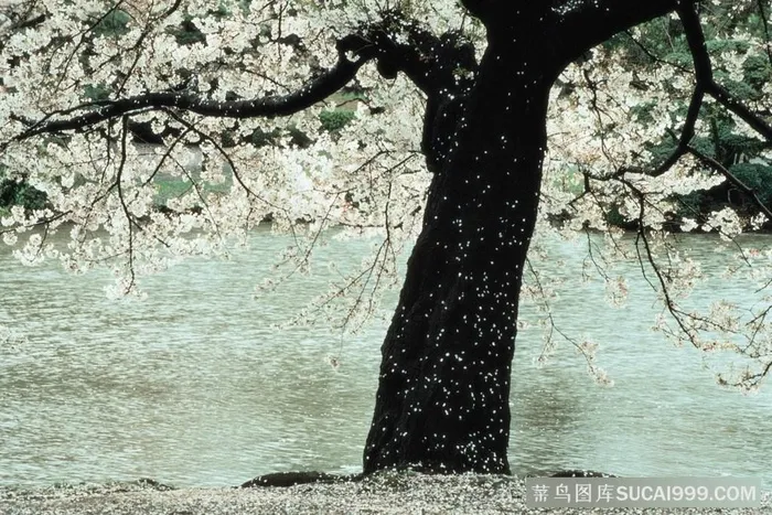 水塘边的梨花树