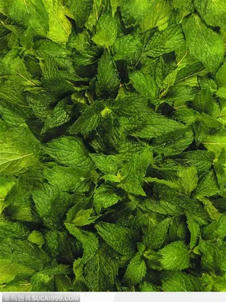 食物背景-新鲜的薄荷叶