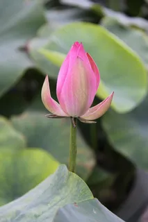 含苞待放的荷花图片 含苞待放的荷花图片