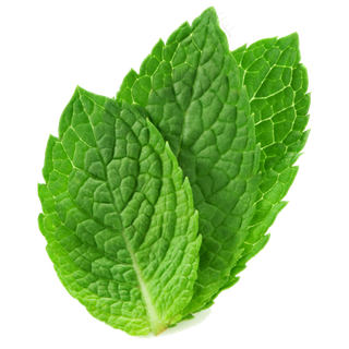 PNG 薄荷叶 植物 叶子  PNG 薄荷叶 植物 叶子