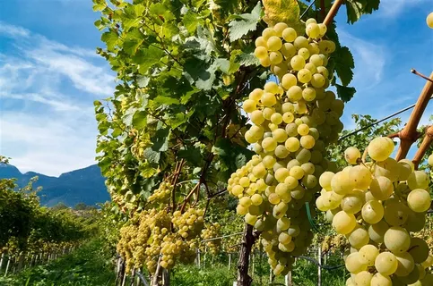 葡萄园里的葡萄水果海报 水果