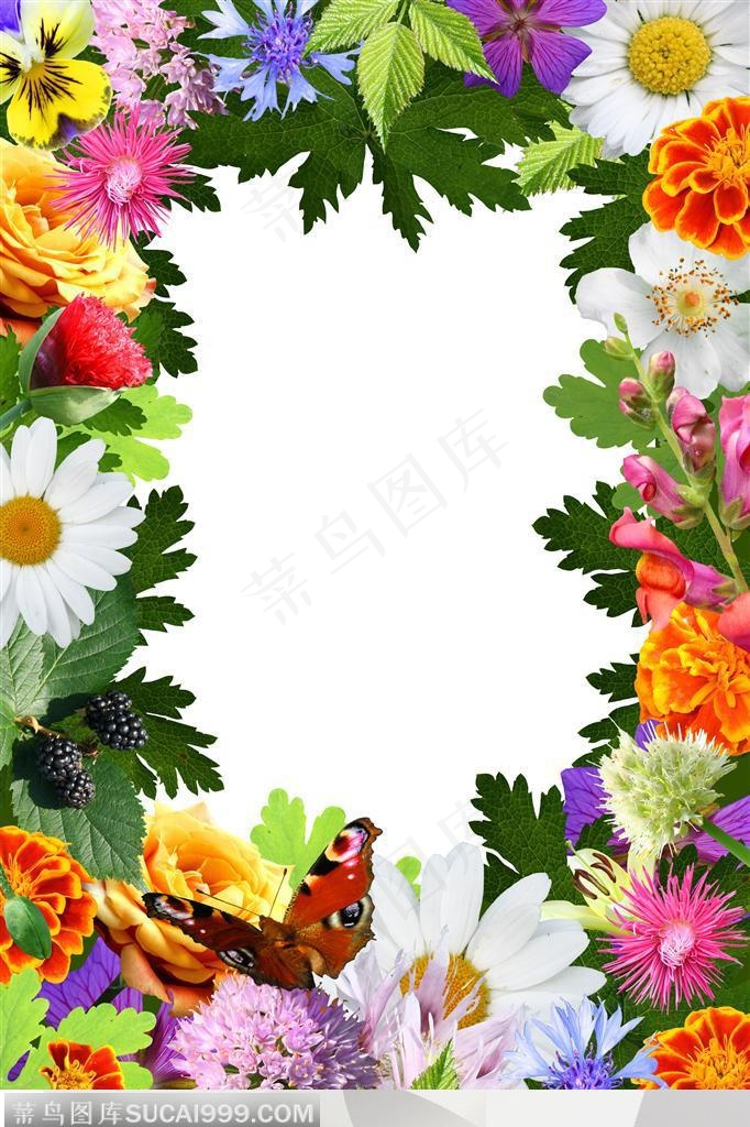 唯美鲜花边框 蝴蝶菊花蝴蝶兰