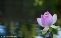 水面上漂亮的荷花鲜花图片
