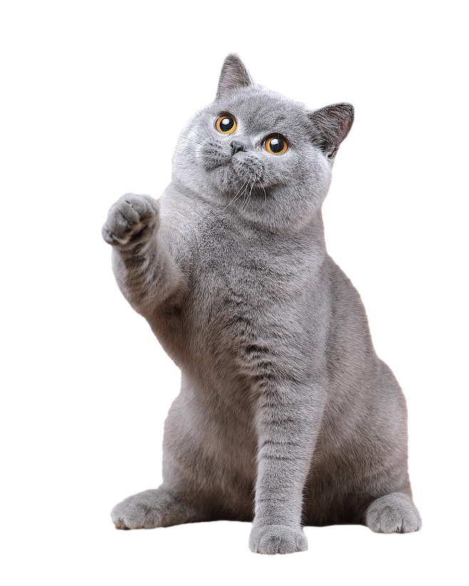 蓝猫成年猫PNG