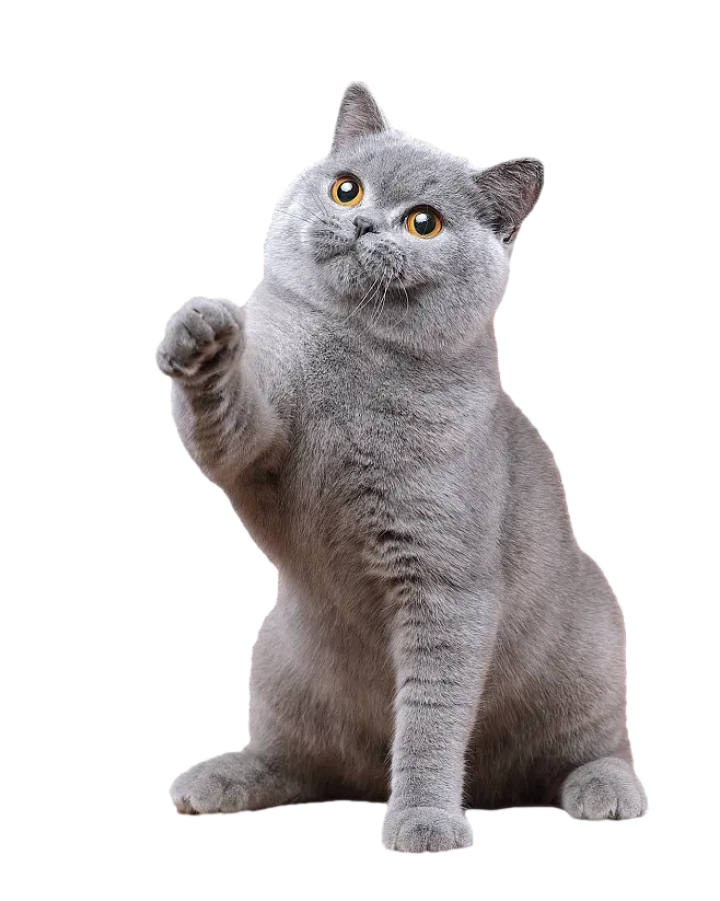 蓝猫成年猫PNG